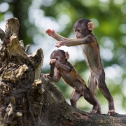 Barbary macaque, Rheine Zoo
