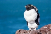 037_isla_pinguino_1682_web