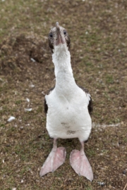 Saunders, The Roockery