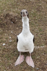 Saunders, The Roockery