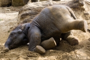 African savanna elephant