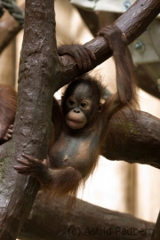 Orang-utan