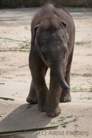 Asiatischer Elefant; Elphas maximus; Asian Elephant