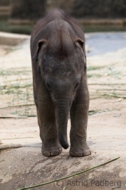 Asiatischer Elefant; Elphas maximus; Asian Elephant