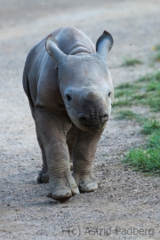 Black rhinoceros, Krefeld Zoo
