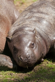 Hippopotamus amphibius, Duisburg Zoo