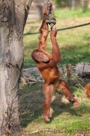 Sumatran orang-utan, Zoom Gelsenkirchen