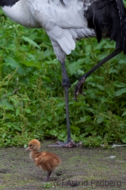 black-necked crane, Vogelpark Walsrode