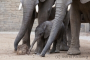 African savanna elephant