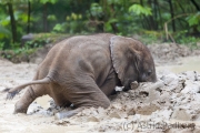 African savanna elephant