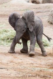 African savanna elephant