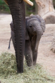 African savanna elephant