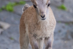 Alpine ibex; Capra ibex, Bern Zoo
