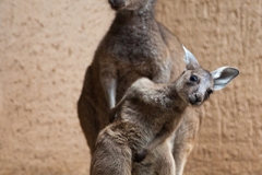 Western grey kangaroo, Basel Zoo