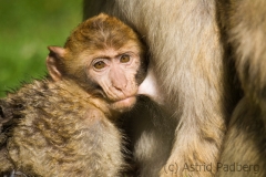 Barbary macaque, Zoo Rheine
