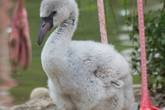 Greater flamingo, Basel Zoo