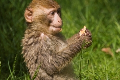 Barbary macaque, Zoo Rheine