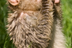 Barbary macaque, Zoo Rheine