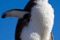 Isla Pinguino