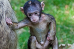 Barbary macaque, Zoo Rheine
