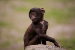 Gelada, Theropithecus gelada, Rheine Zoo