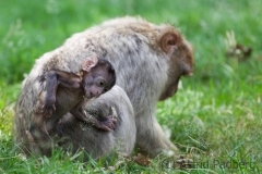 Barbary macaque, Rheine Zoo