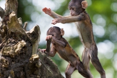 Barbary macaque, Rheine Zoo