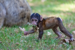 Barbary macaque, Rheine Zoo