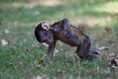 Barbary macaque, Rheine Zoo