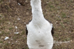 Saunders, The Roockery