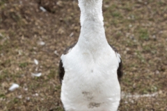 Saunders, The Roockery