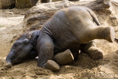 African savanna elephant