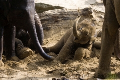 African savanna elephant