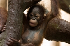 Orang-utan