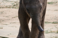 Asiatischer Elefant; Elphas maximus; Asian Elephant
