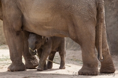 Asiatischer Elefant; Elphas maximus; Asian Elephant