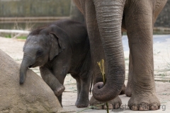 Asiatischer Elefant; Elphas maximus; Asian Elephant