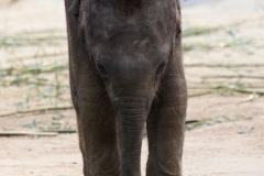 Asiatischer Elefant; Elphas maximus; Asian Elephant