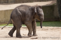 Asiatischer Elefant; Elphas maximus; Asian Elephant
