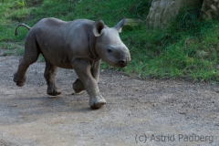 Black rhinoceros, Krefeld Zoo