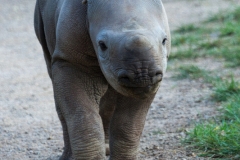 Black rhinoceros, Krefeld Zoo
