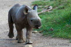 Black rhinoceros, Krefeld Zoo