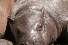 Hippopotamus amphibius, Duisburg Zoo