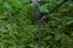 black-necked crane, Vogelpark Walsrode