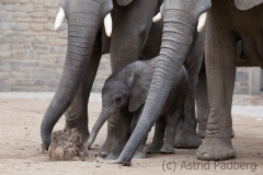 African savanna elephant