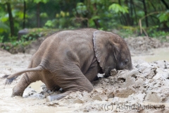 African savanna elephant