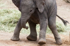 African savanna elephant