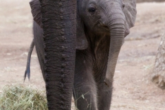 African savanna elephant