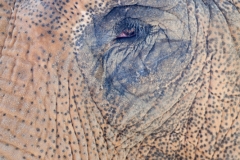 Asiatischer Elefant;  Asiatic elephant; Elephas maximus