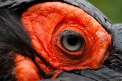 Südlicher Hornrabe; southern ground hornbill; Bucorvus leadbeat